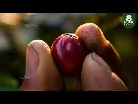 Video Murol Coffee